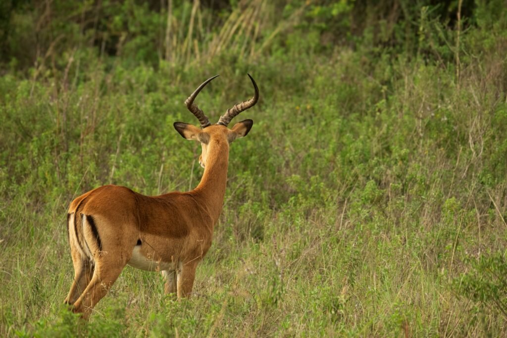 Nairobi