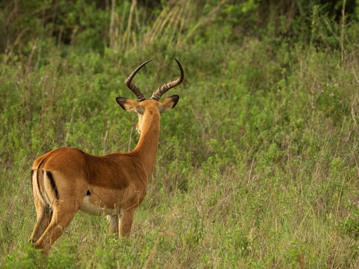 Nairobi