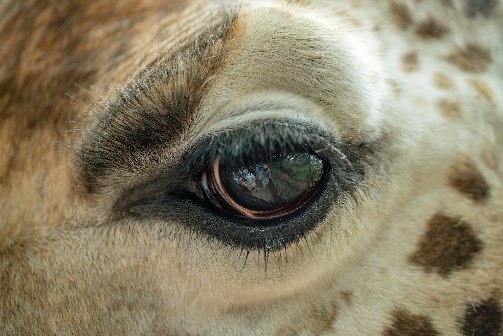 A Rothschild's giraffe up close at the Nairobi Giraffe Centre