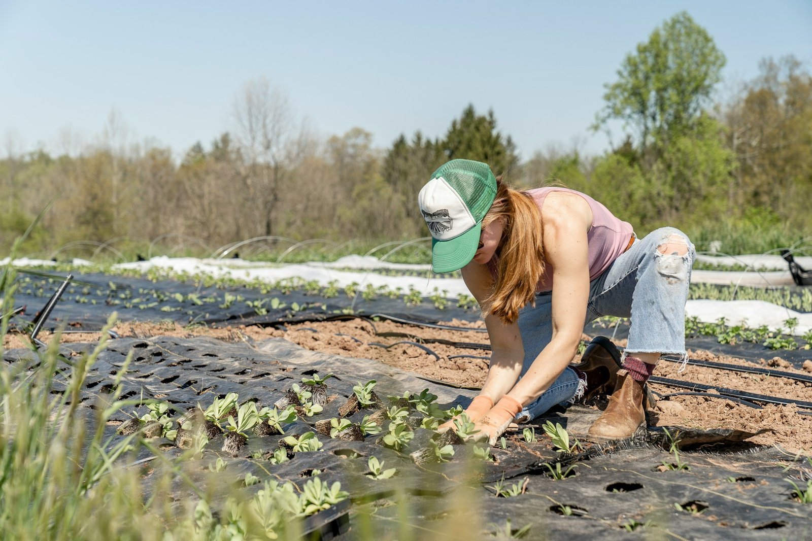 A volunteer planting seedlings on a small organic farm, the kind of work exchange arranged through WWOOF or HelpX